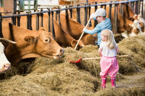 Kinder füttern die Kälber im Stall des Mini-Bauernhofs