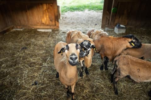 Zwei Kamerunschafe im Stall des Mini-Bauernhofs